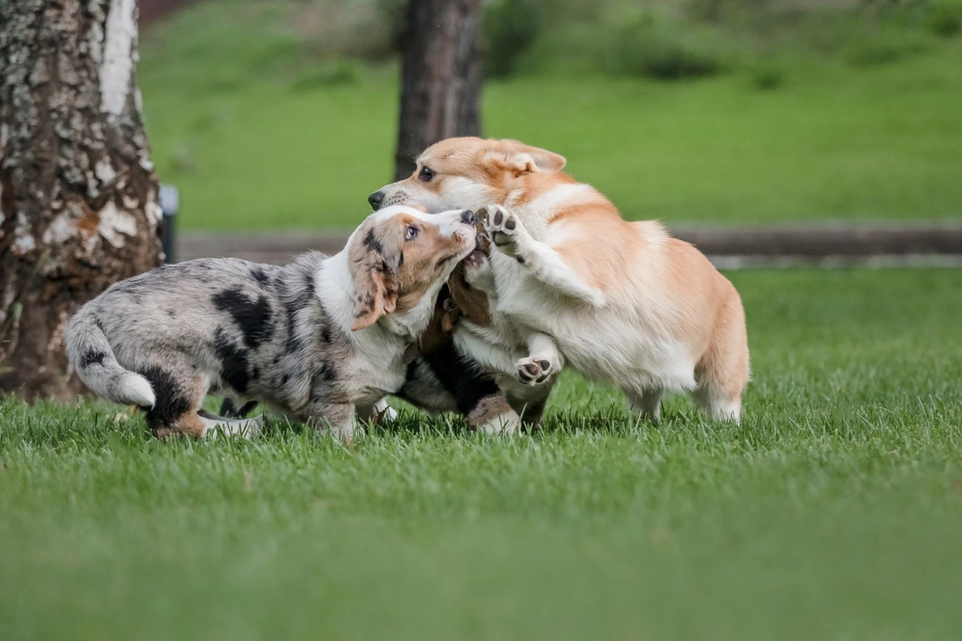 Traveling Safely With Your Dog: Why an AirTag Collar is the Perfect Companion