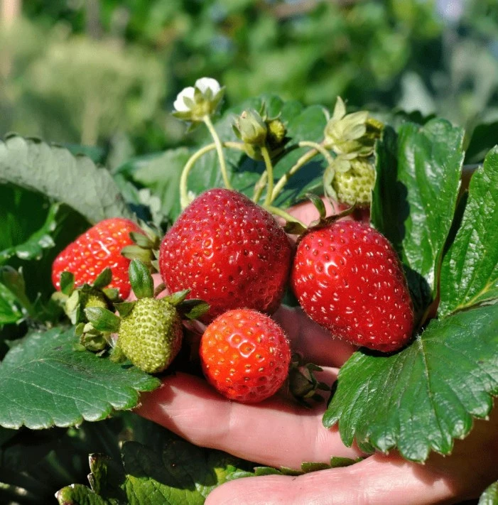 Fruiting Futures: India’s Berry & Banana Cultivation Revolution