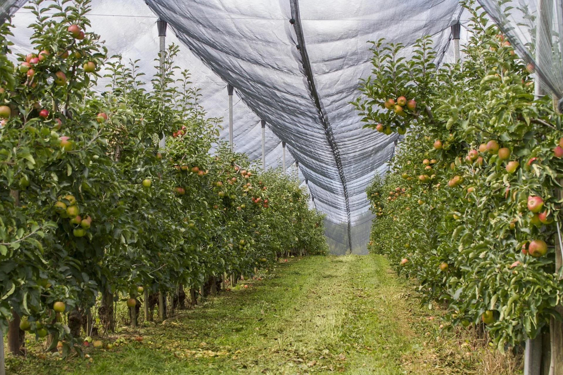 The Importance of Orchard Protection: Grow Smarter, Not Harder