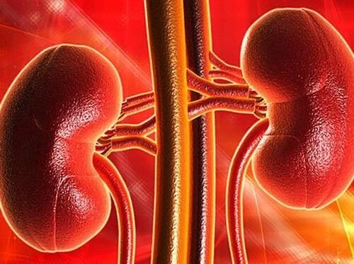 Importance of Kidney Function Test – Get Tested at HPrime Labs