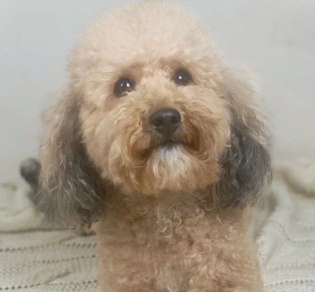 What Makes a Miniature Goldendoodle the Perfect Addition to Your Family?