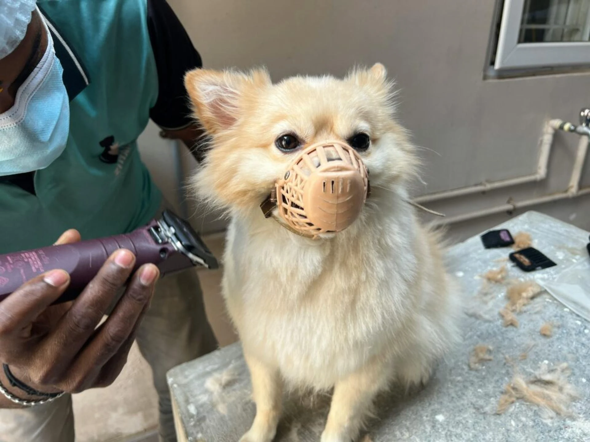 What to Do If Your Pet Gets Stung by a Bee or Wasp: Emergency Care Tips