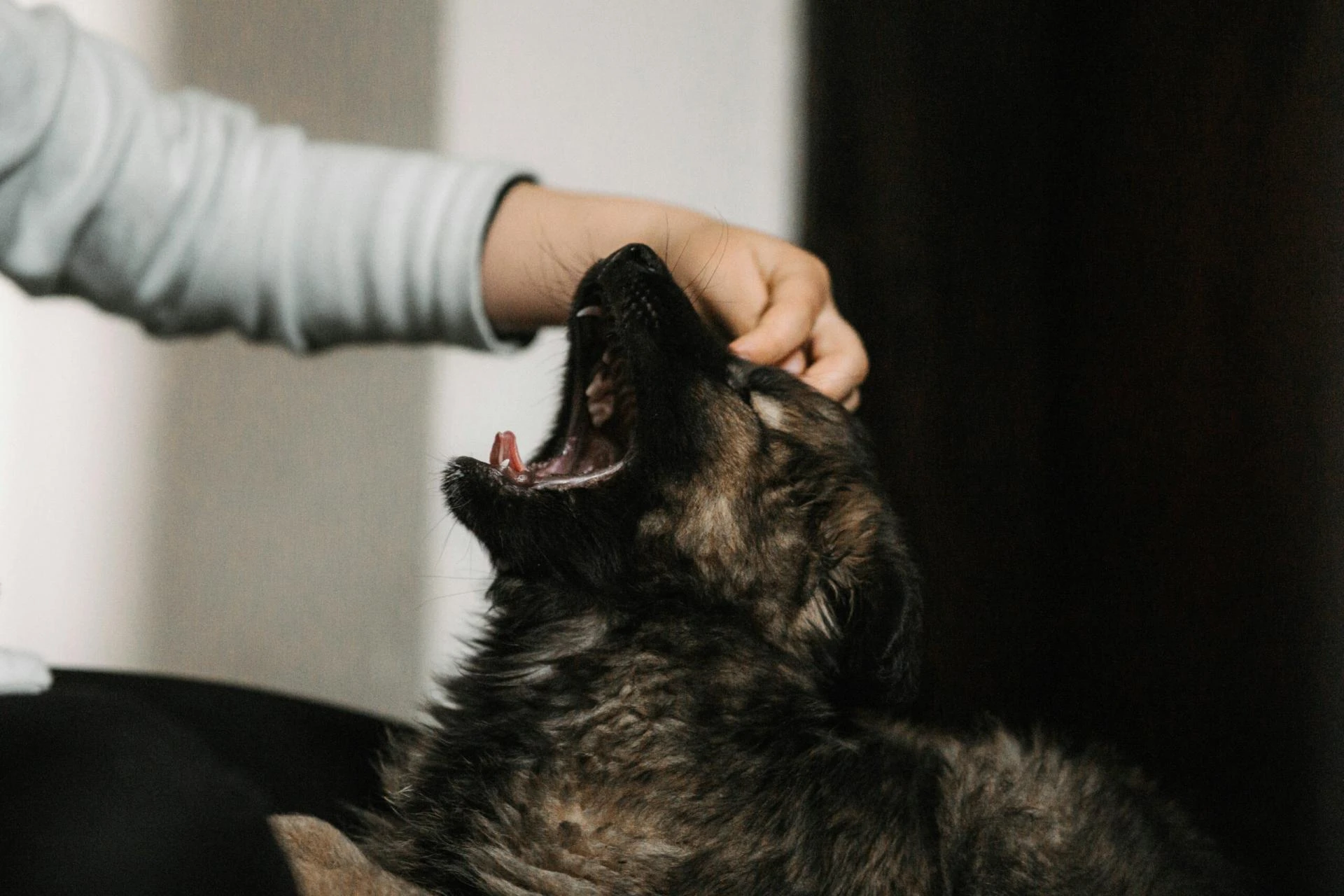 How Stress Affects Your Pet’s Health and What You Can Do About It