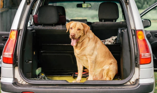 Dog Obedience Training Austin: Creating Confident and Well-Behaved Dogs