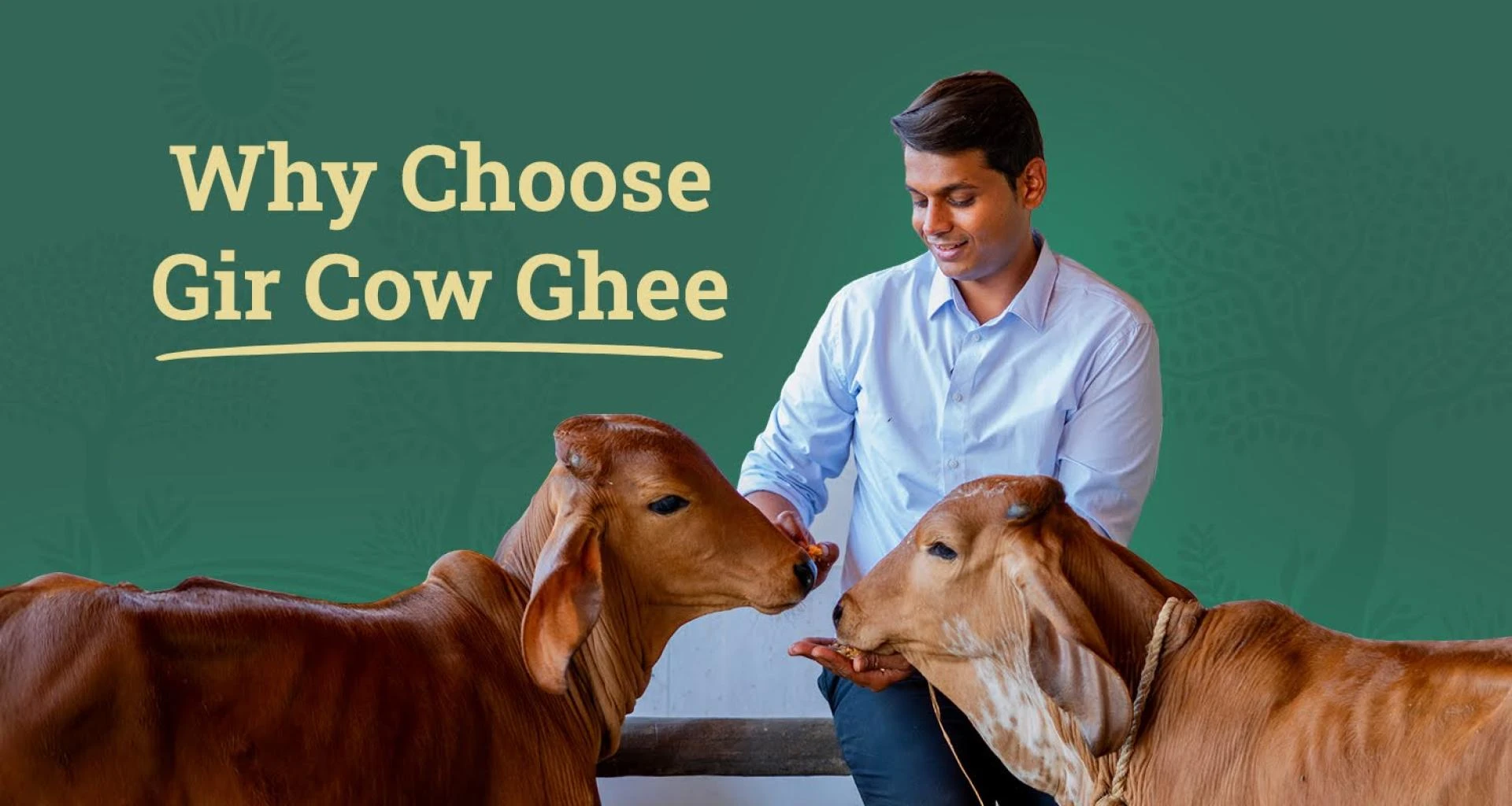 Gir Cow Ghee: Nature’s Purest Gift Packed with Nutrients