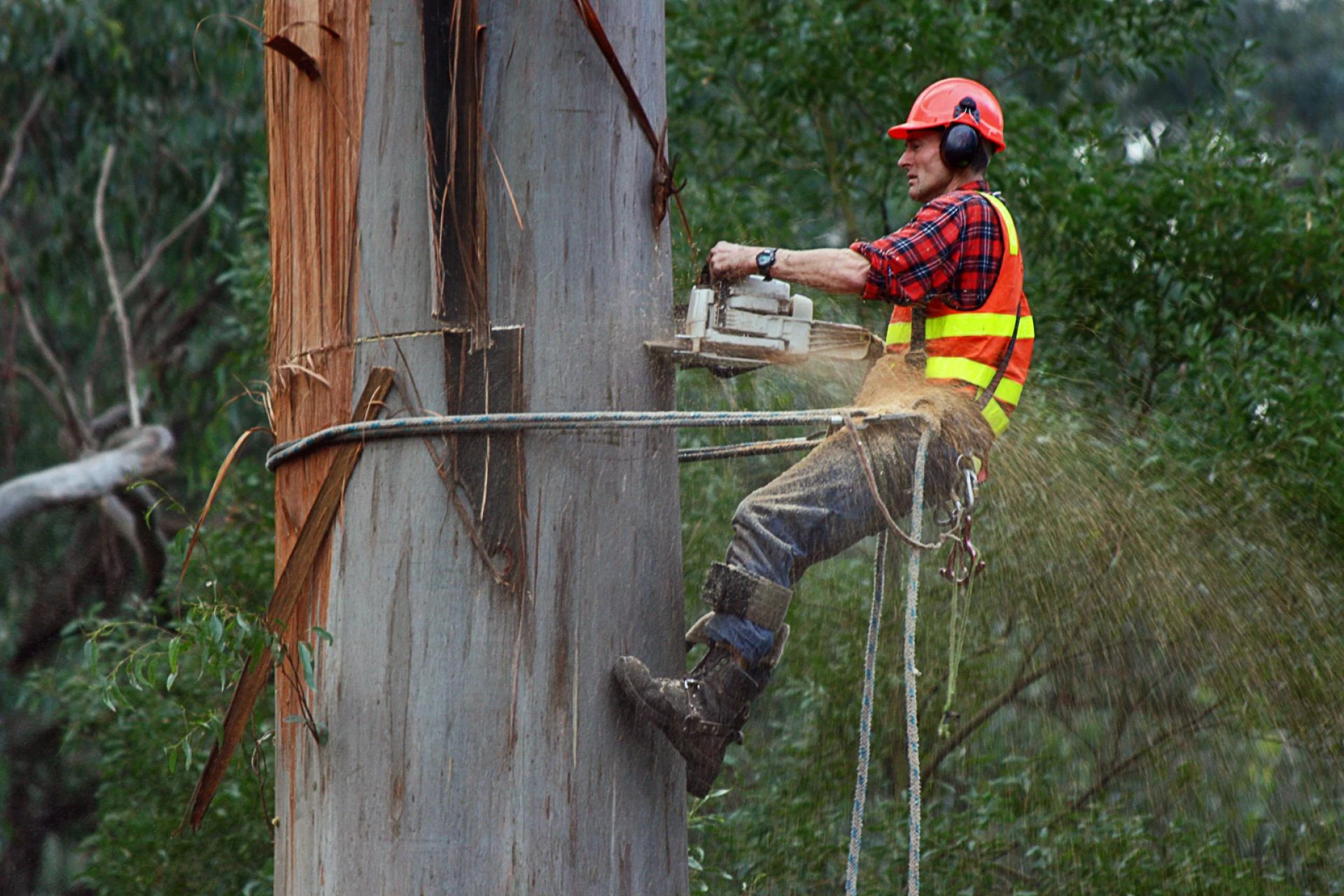 Arborist Report Tips: How Regular Tree Checks Improve Growth and Longevity?