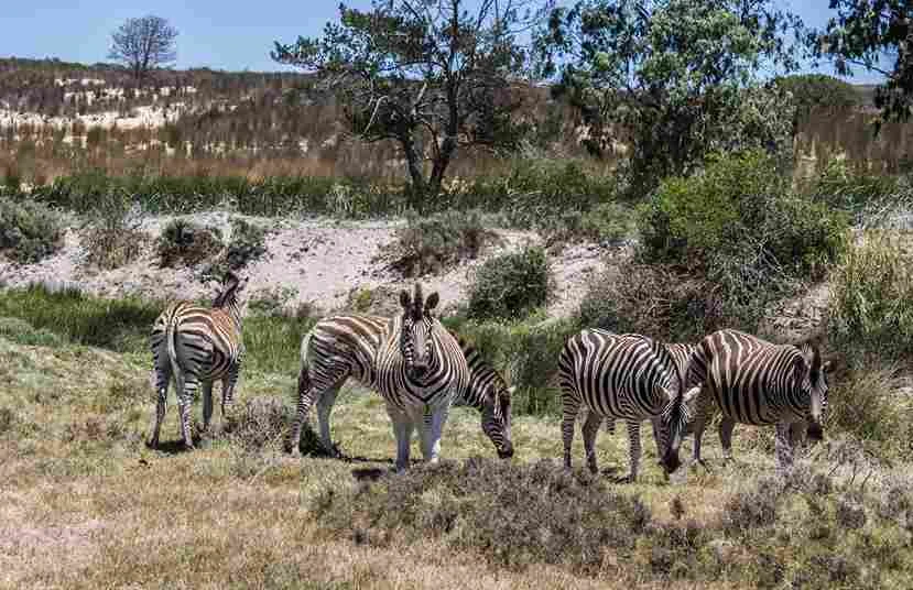 Why Tanzania Safari Tours Are the Perfect Escape for Nature Enthusiasts