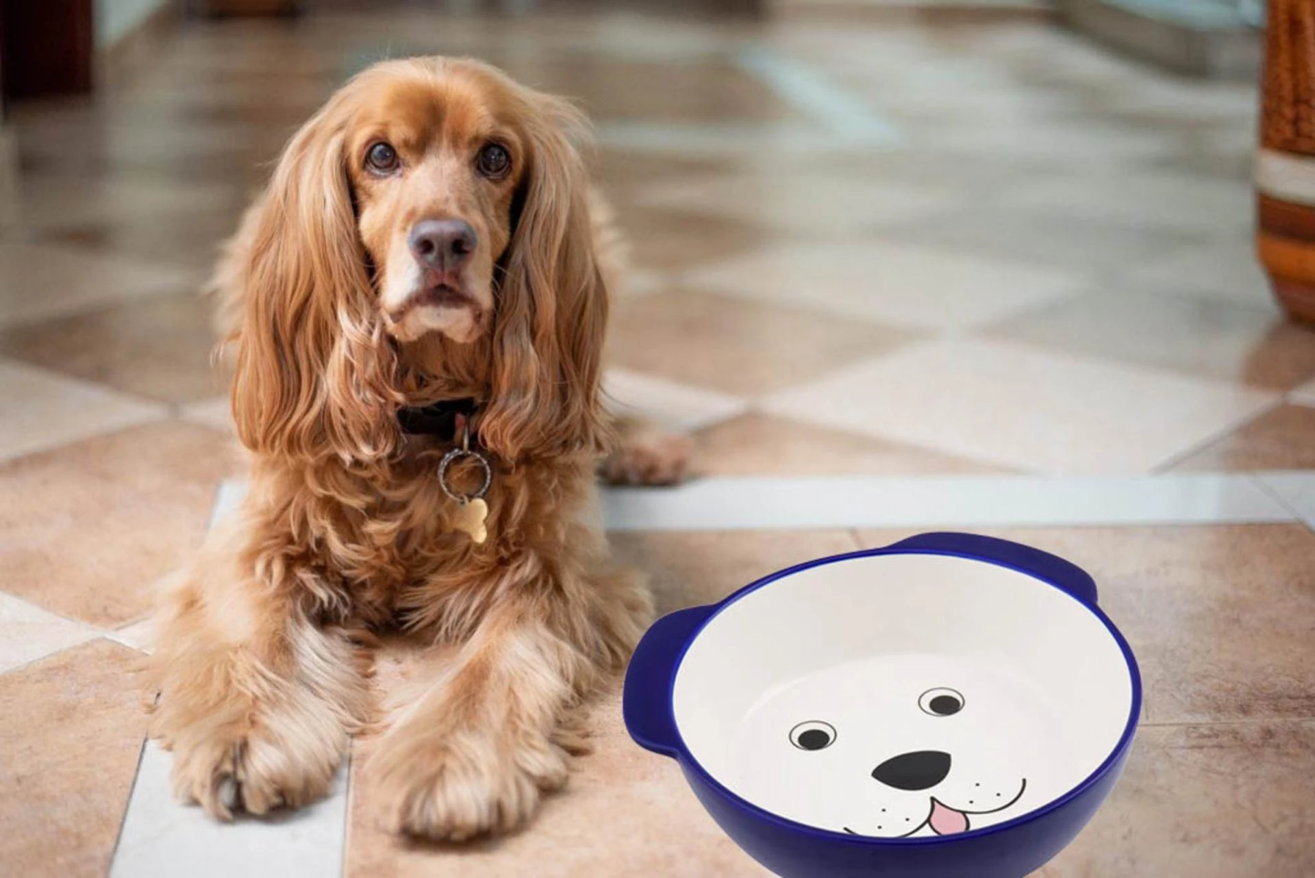 Can Dogs Eat Dates?