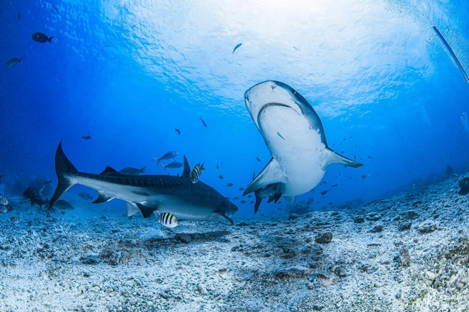 Blue Obsession Dive Adventures