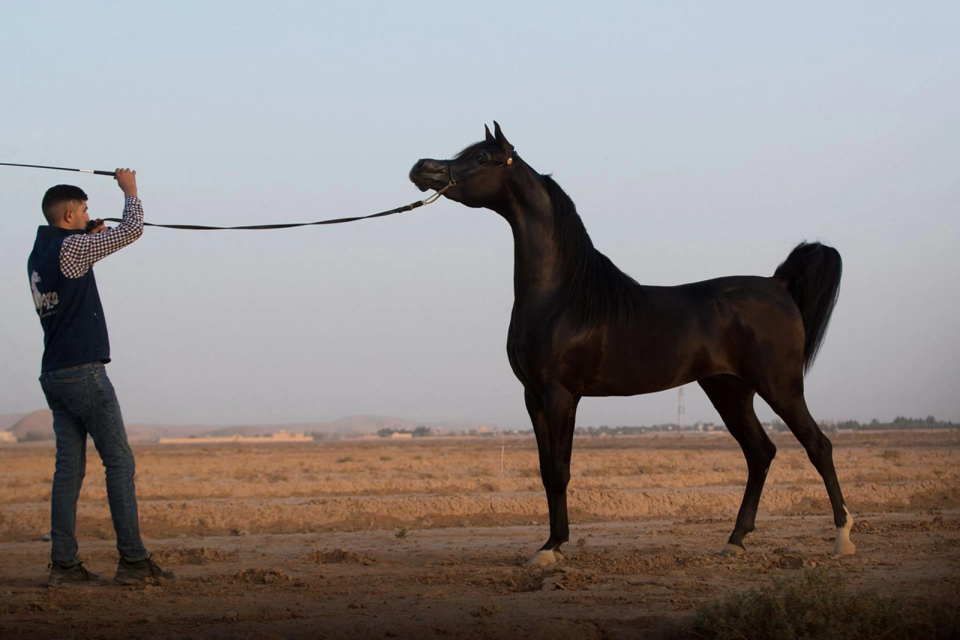 The Timeless Charm of Arabic Horses: Excellence at Al Ameera Stud