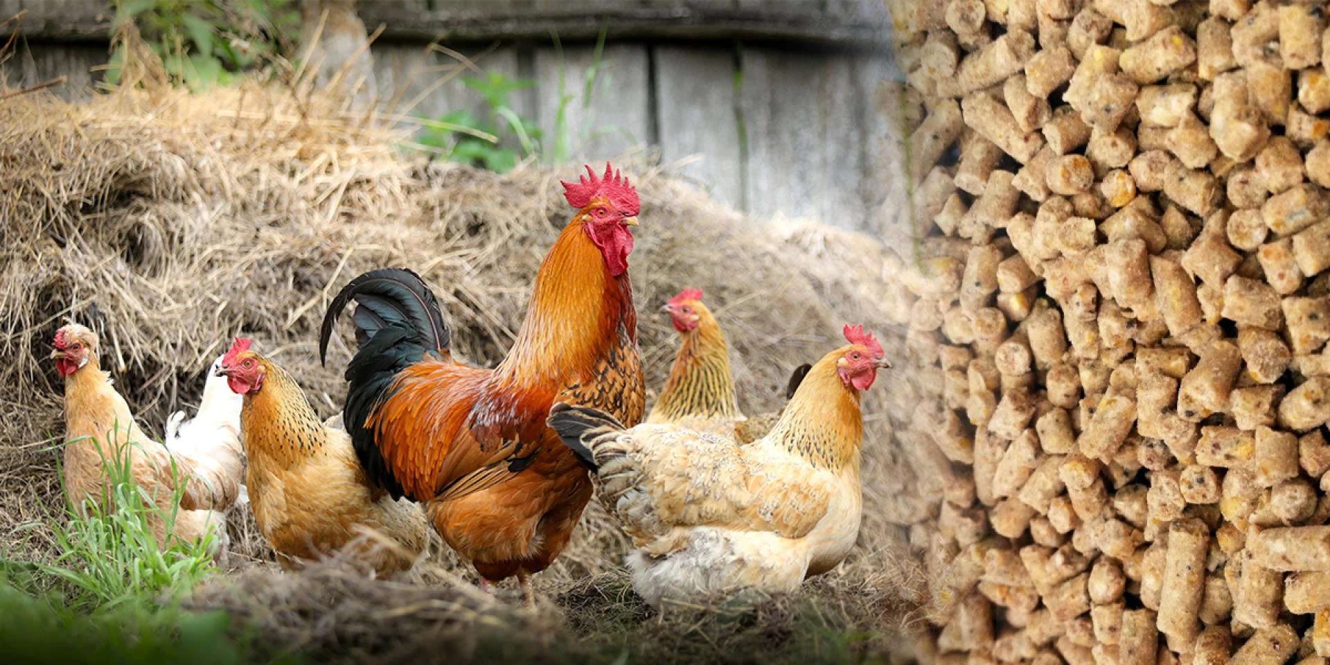 Pet Feed Mill Plant: A Trick to Modern Livestock Farming Efficiency