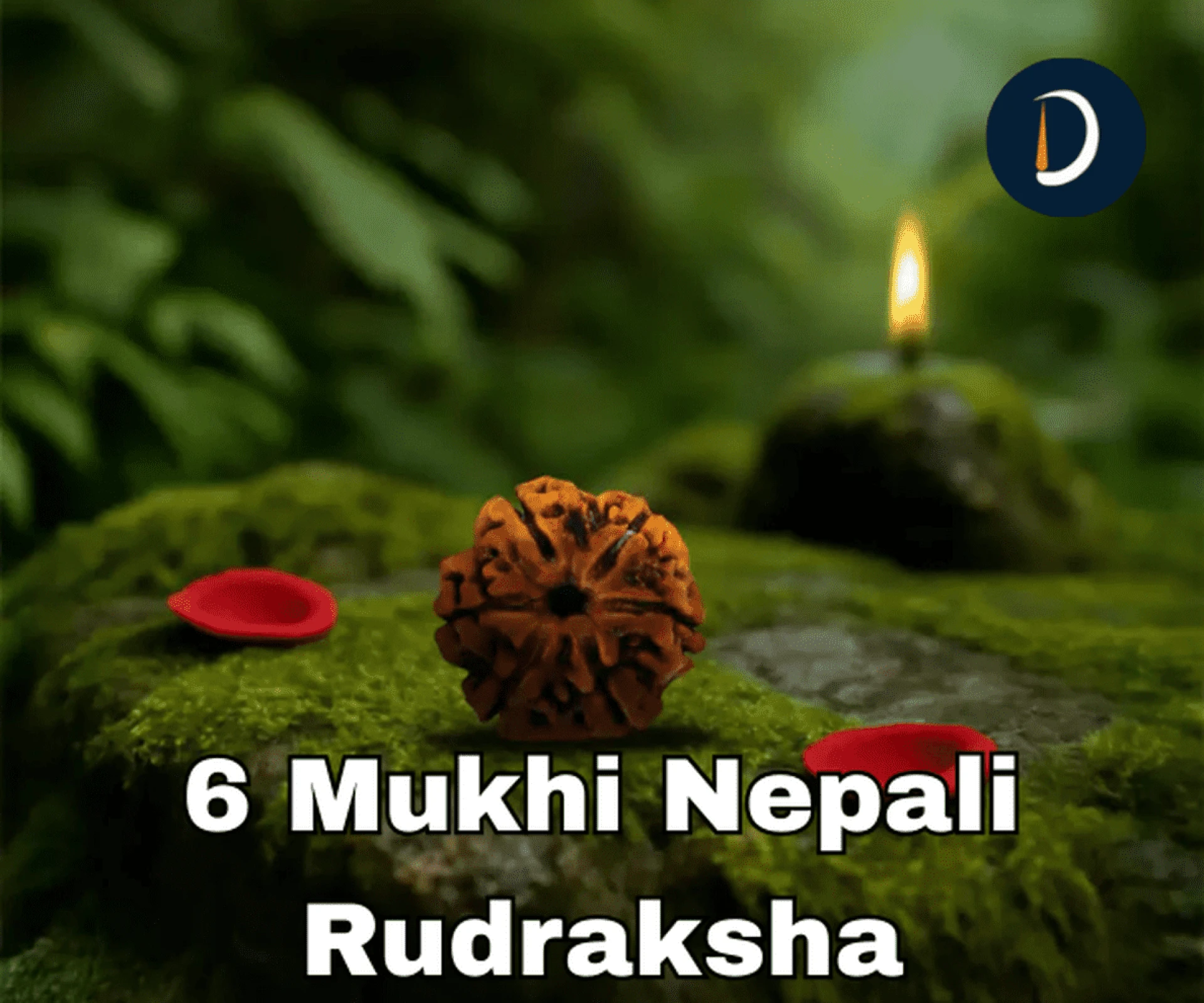 6 Mukhi Nepali Rudraksha – Meaning, Benefits