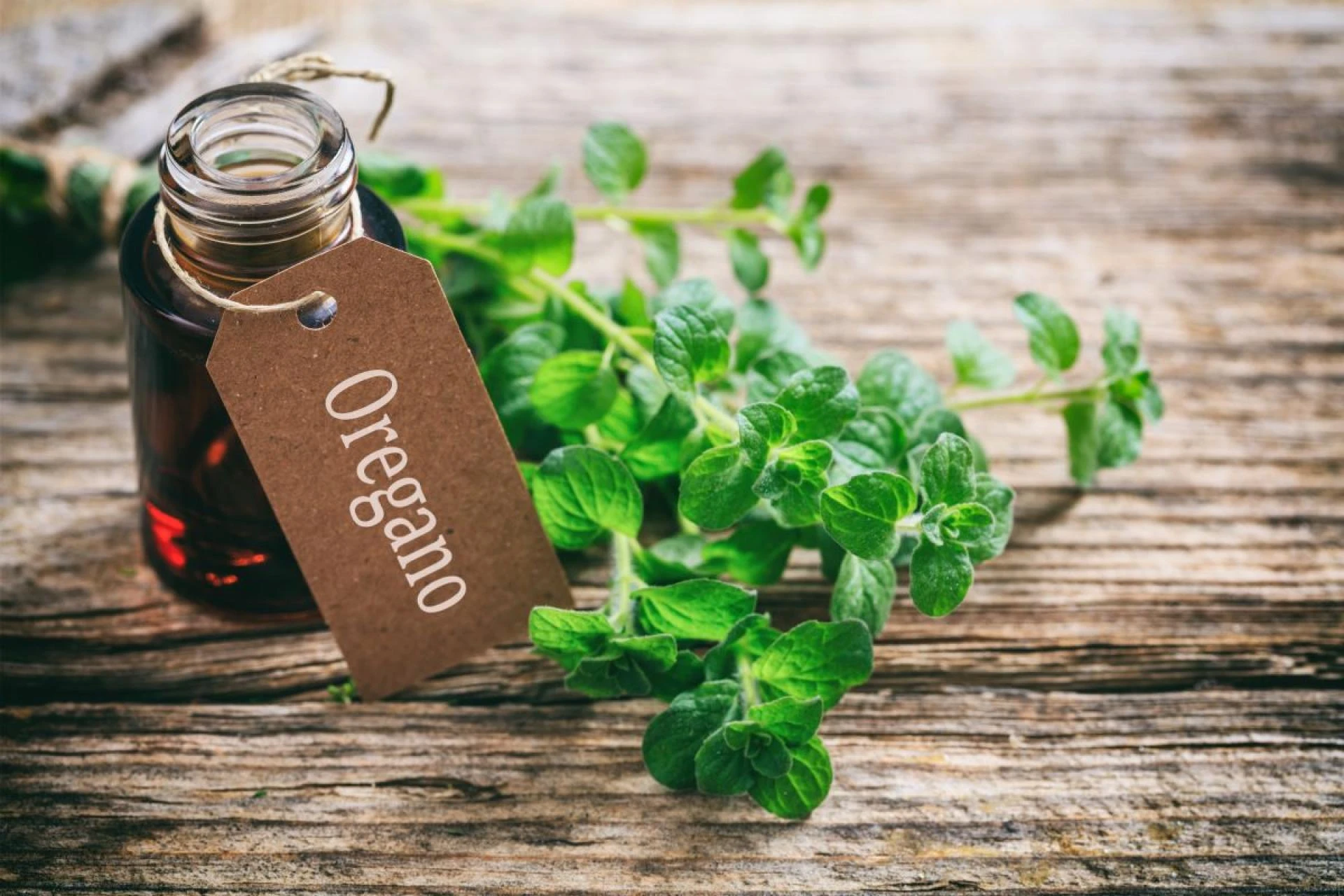 Does Anyone Sell Oregano Oil? Best Store to Buy Oregano Oil for Cooking