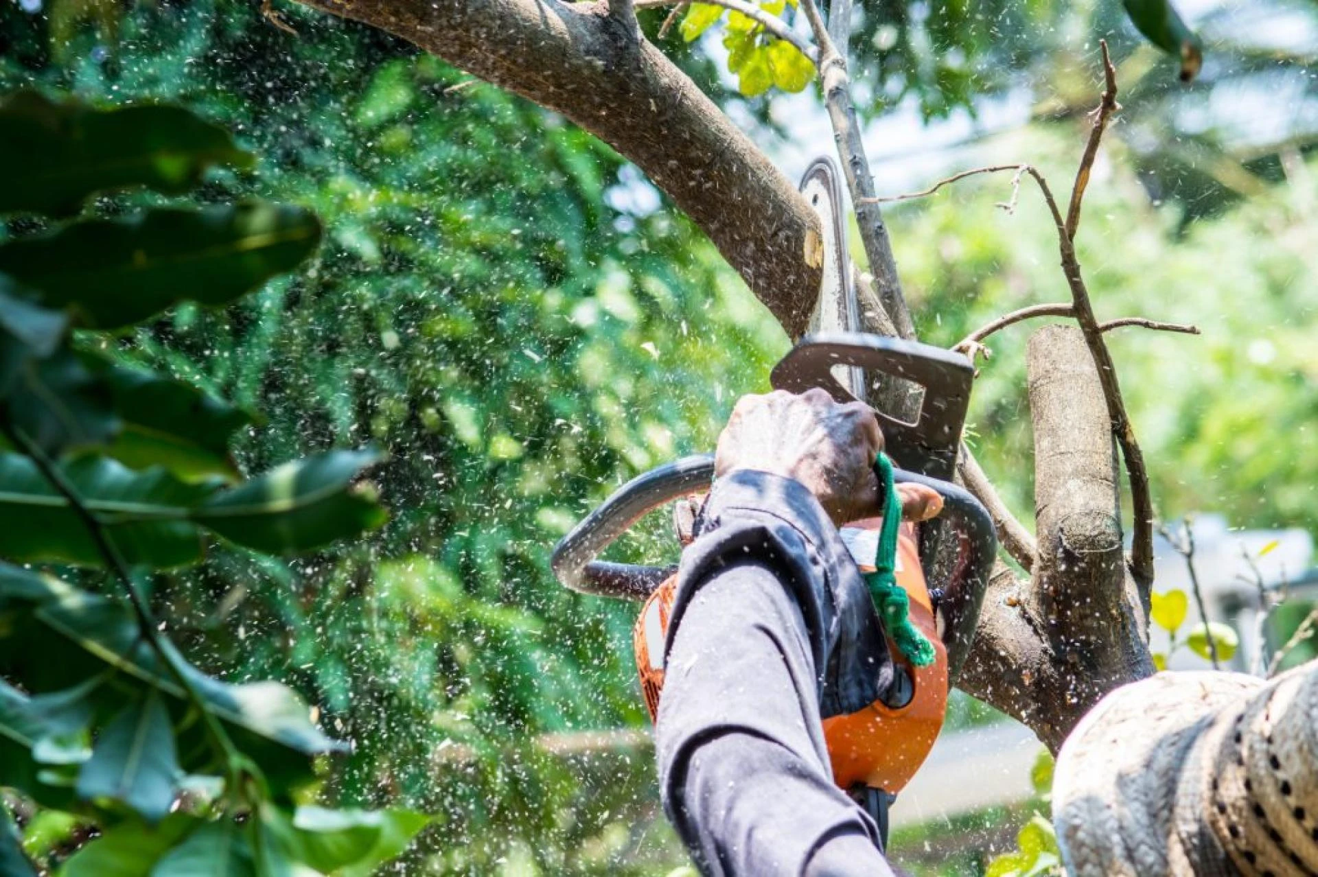 Tree Service Pompano Beach for Healthy and Secure Trees