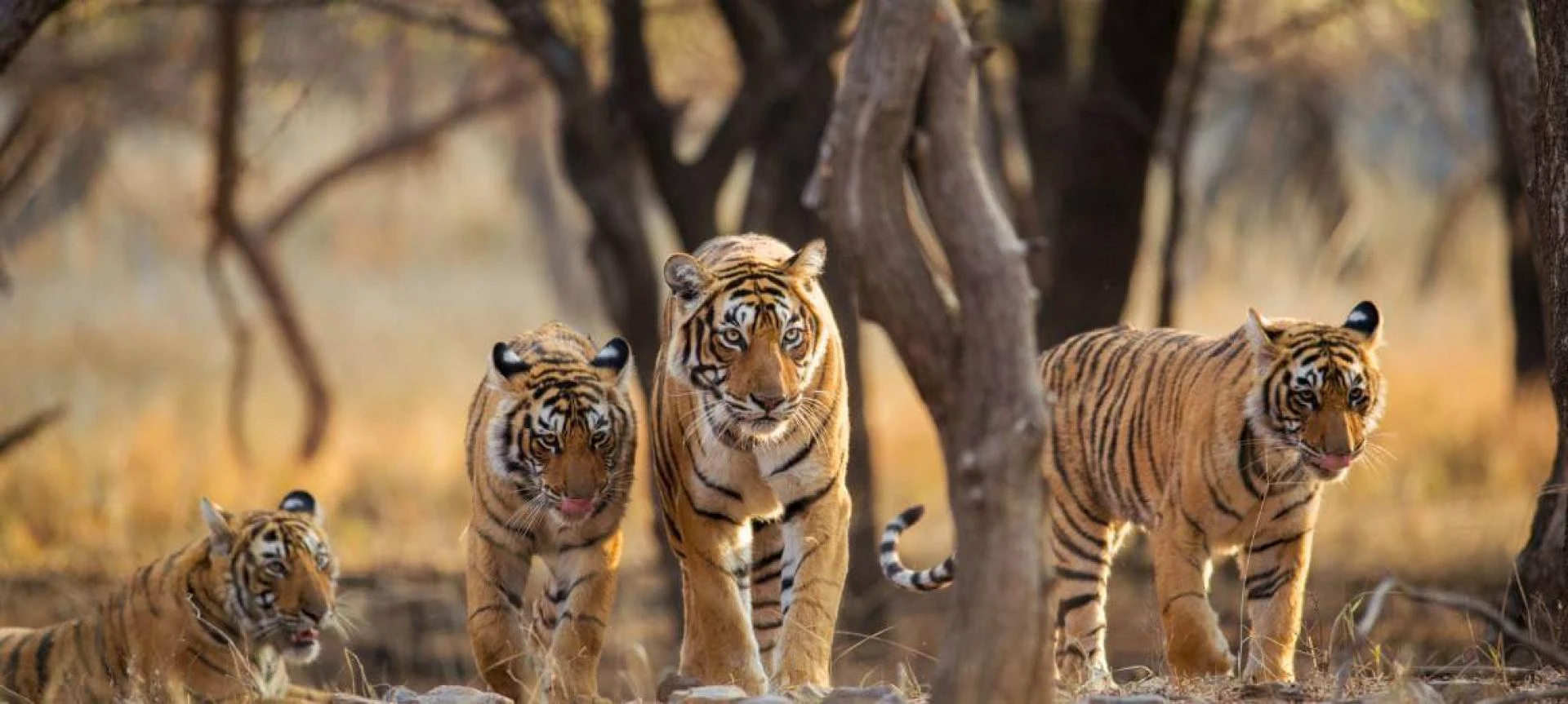 Eco-Friendly Tiger Safari India: Travel with Purpose