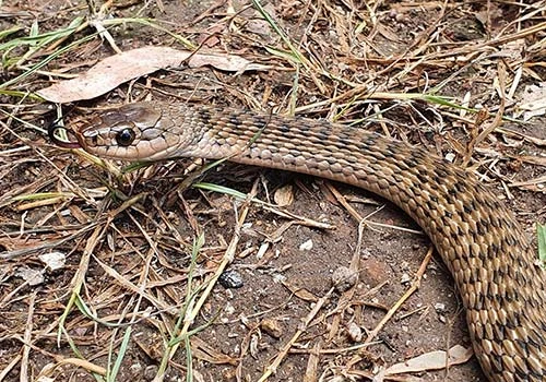 Essential Snake Safety: Key Strategies for Protecting Your Home