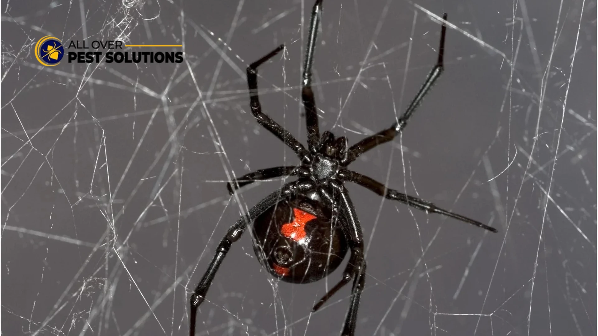 Spider Pest Control: Safe and Effective Methods in 2025
