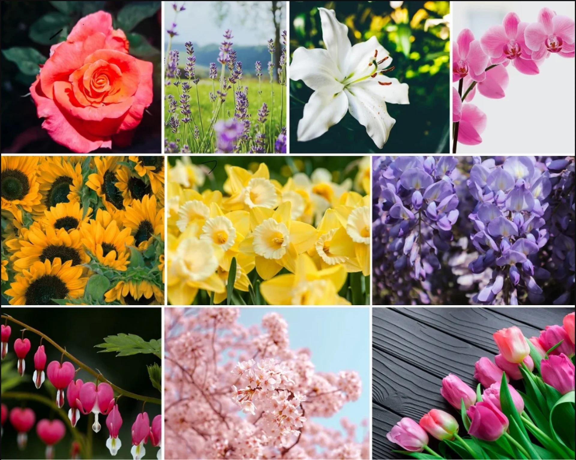 Top 10 Most Beautiful Flowers: Nature’s Artistic Wonders