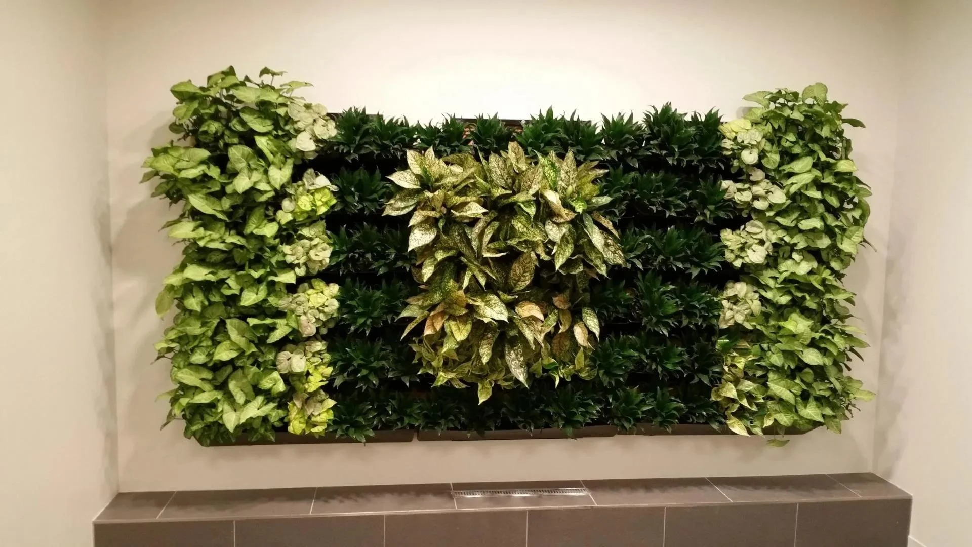 Why Choose Living Walls for Your Interior? Discover Their Beauty and Simplicity