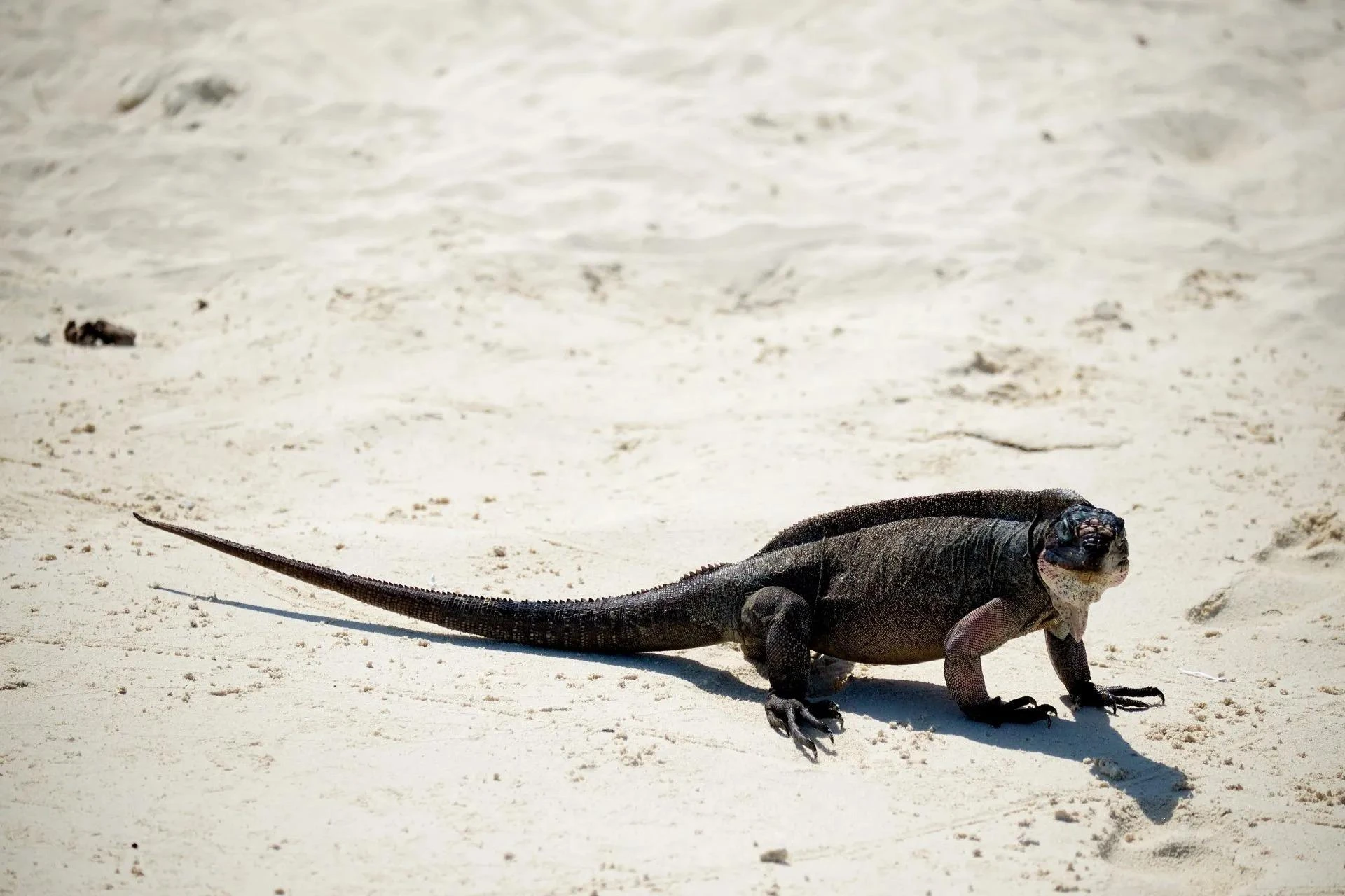 Discovering Paradise: My Nassau to Exuma Full-Day Trip Experience