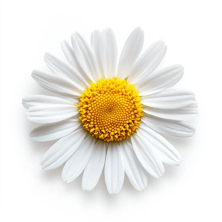 What Is Chamomile Oil & How Does It Benefit Your Skin and Hair?