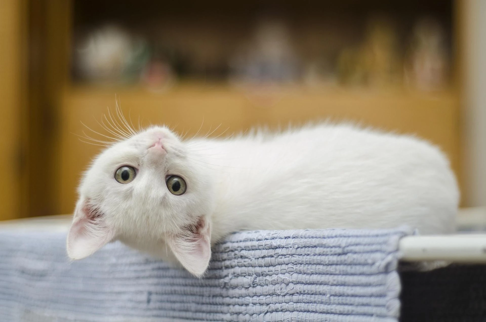 Why a Modern Cat Tree is the Best Investment for Your Cat and Your Home