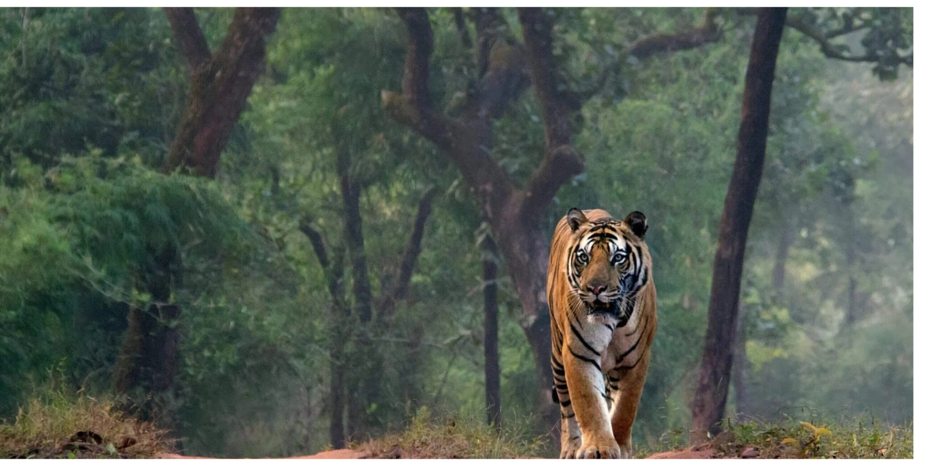 Draft: My Post TitleExplore the Wild Side of Rajasthan with Tiger Safari Ranthambore