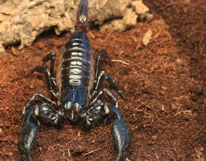 Las Vegas Scorpion Control – Protect Your Home with Enviro Guard Pest Control