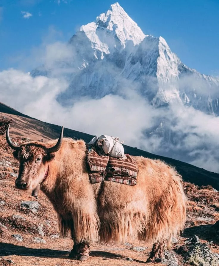 Nepal Short Trip Tour Packages: Quick Getaways from Gorakhpur