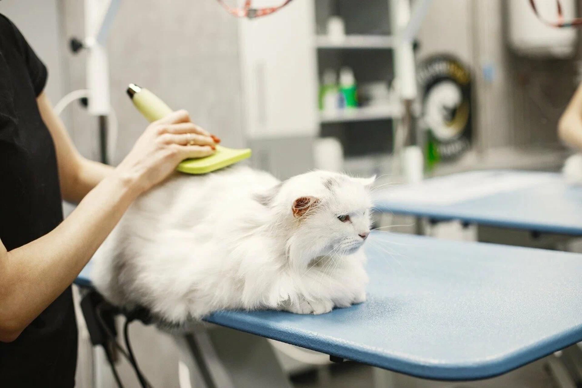 Long Haired Cat Grooming Made Easy with These Expert Hacks