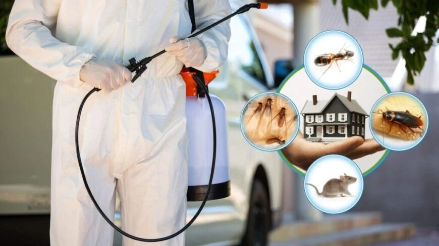 Why Pest Control Is More Important Than You Think?