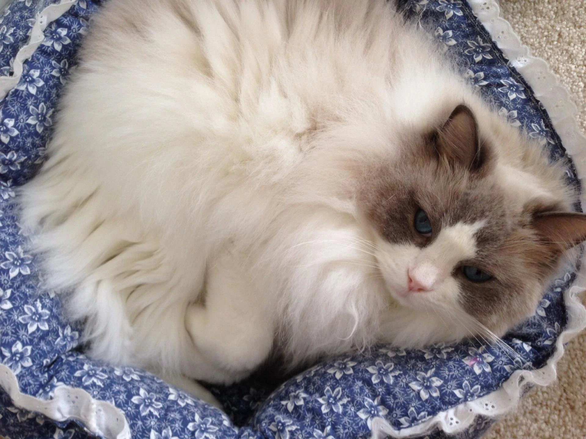 Why Life Is Better With a Cat