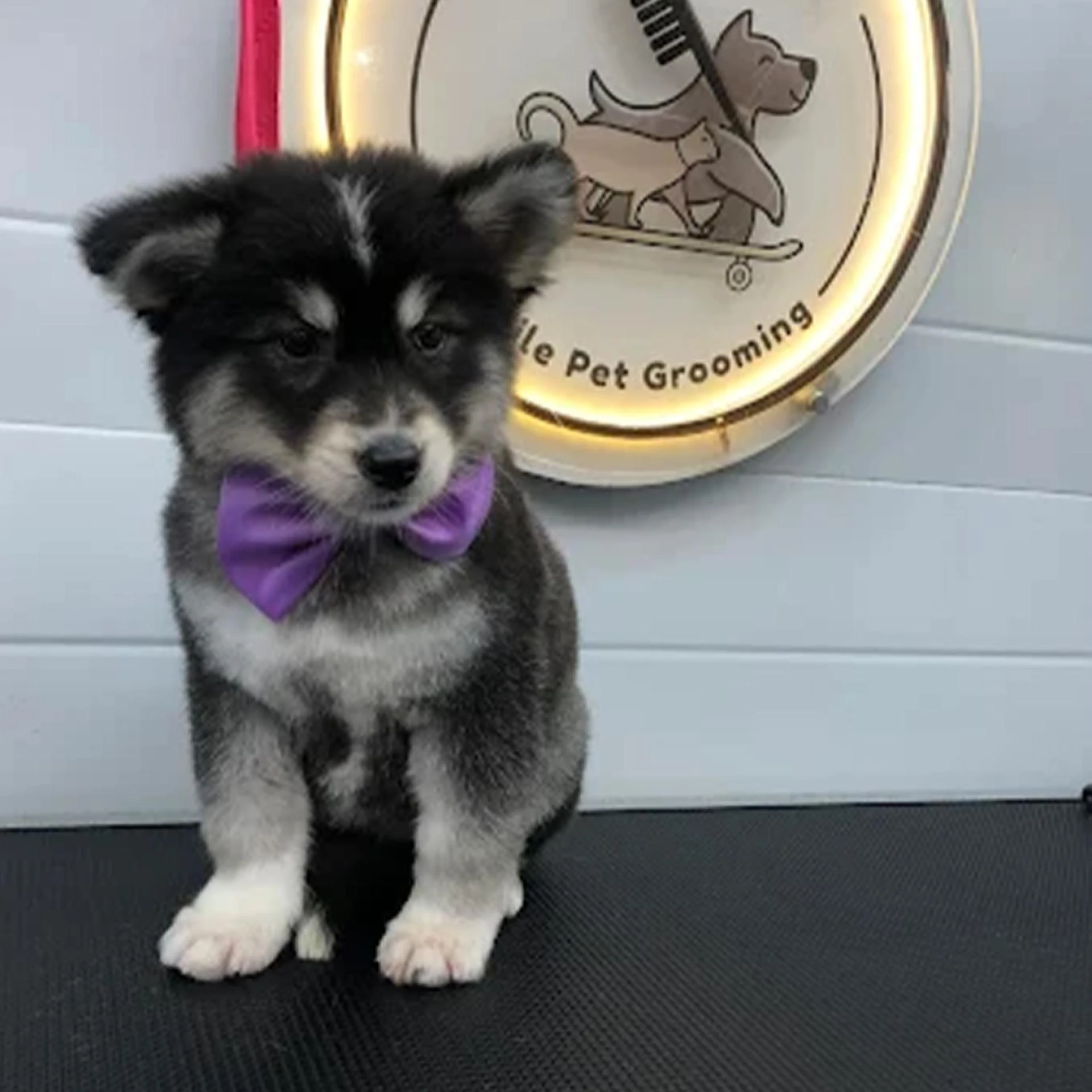 No More Hairy Car Rides: The Magic of Mobile Pet Grooming