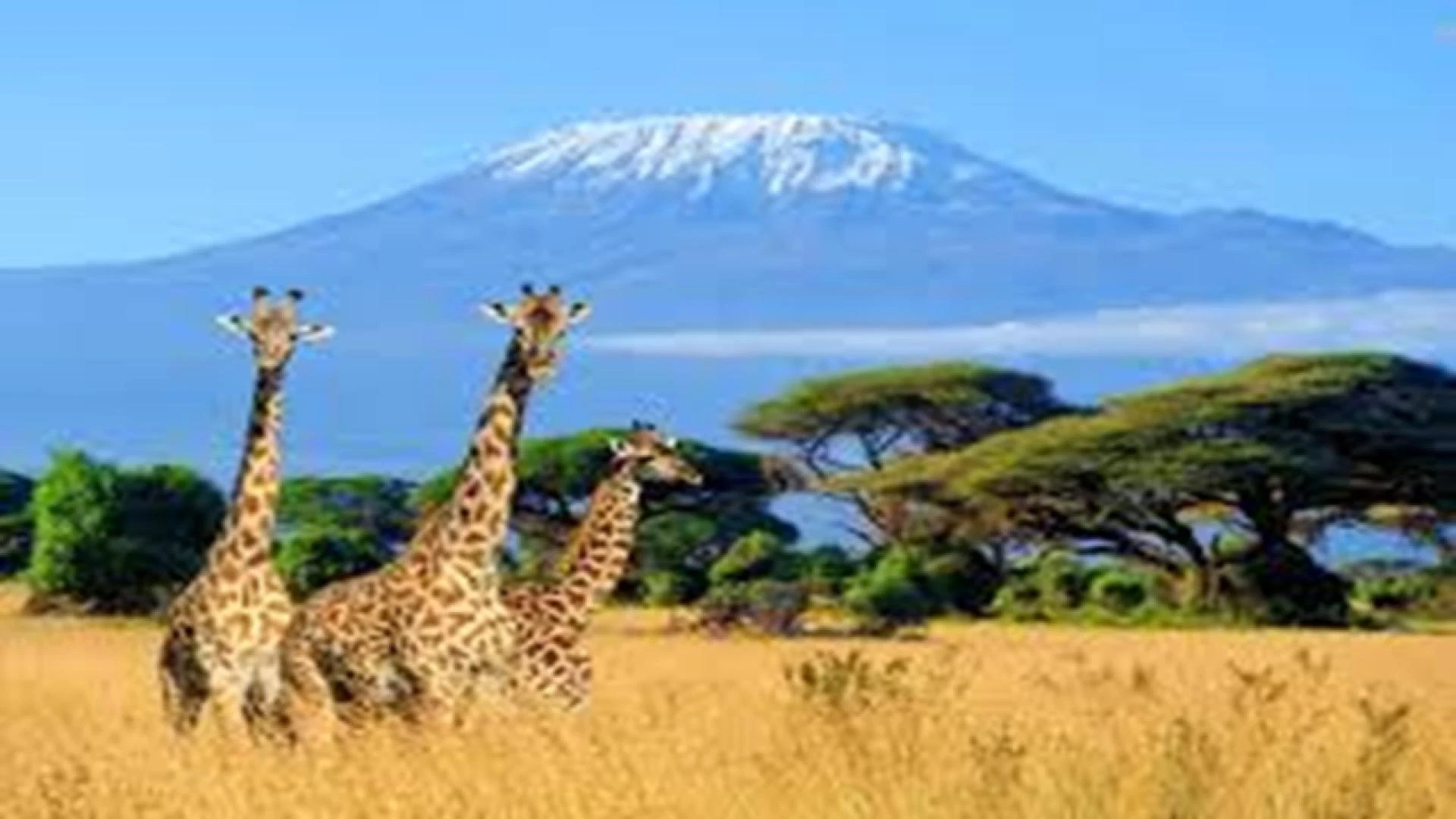 Tanzania Safari Tours – Best Wildlife Adventures