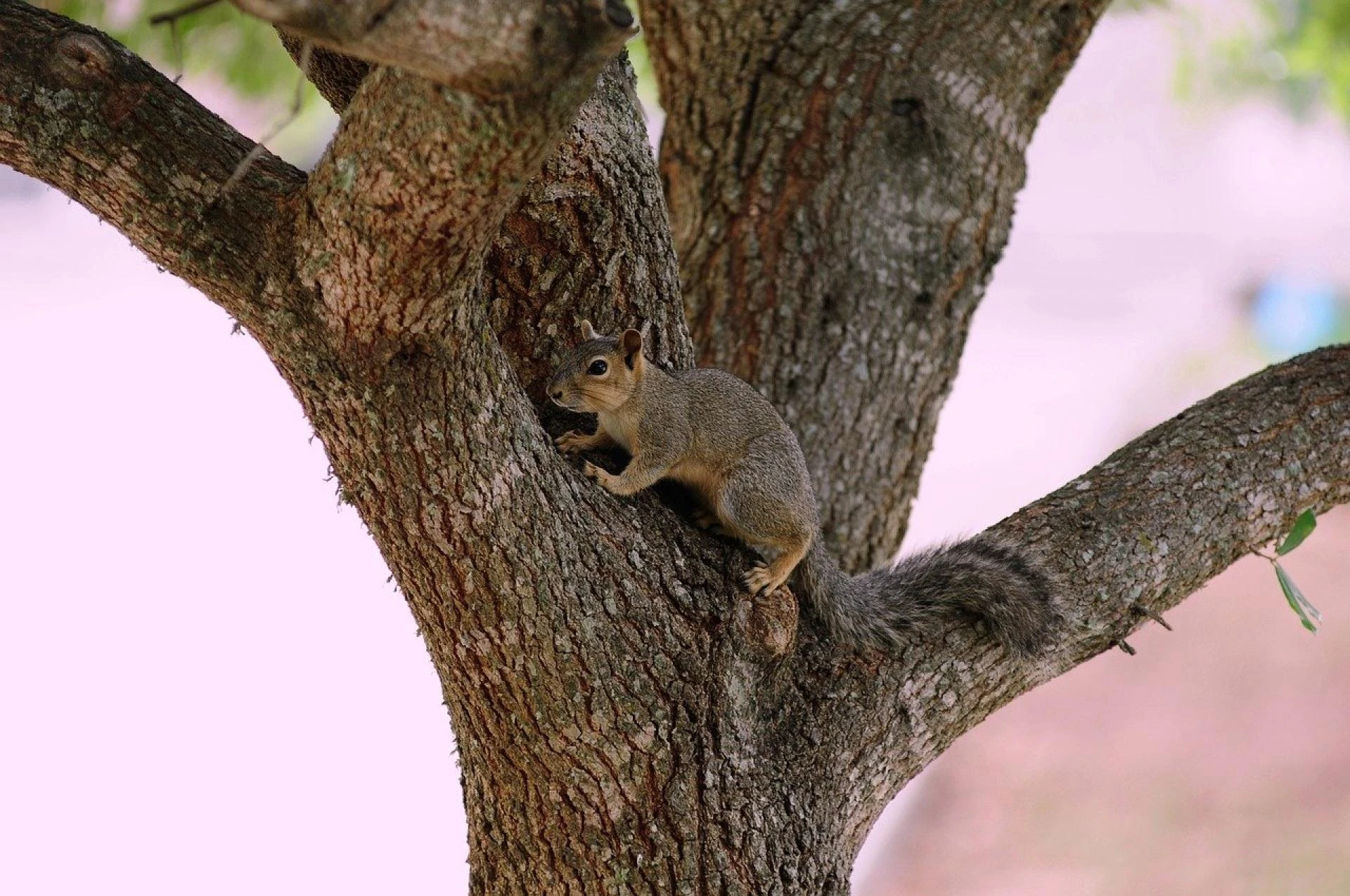 How to Discuss Pest Control Squirrels With an Expert