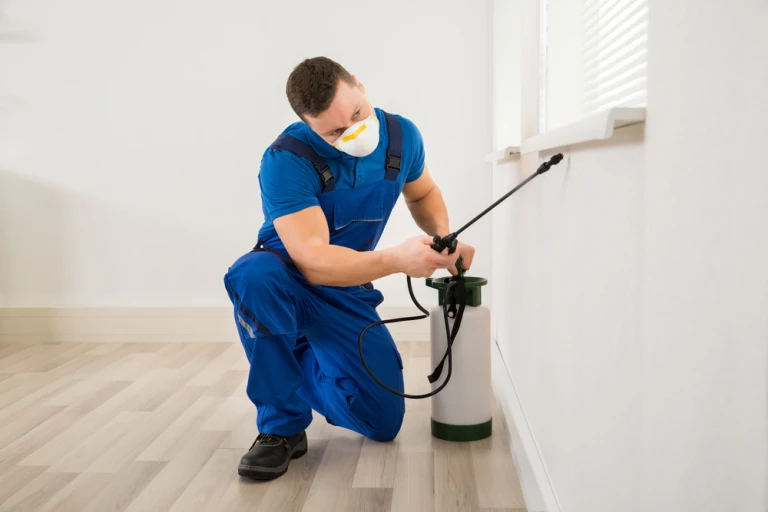 Are Professional Bed Bug Treatments Worth It in Tampa?