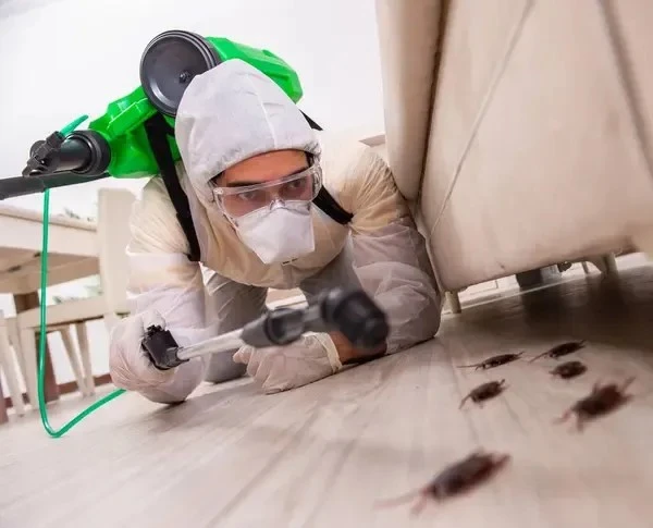 Protecting Your Edmonton Home: Professional Pest Control Solutions