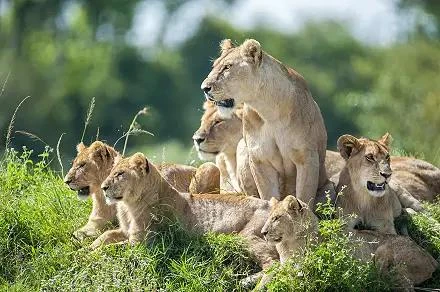 African Travel Discover Hot Air Balloon Adventures in South Africa