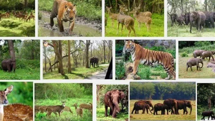 Spot the Top Three Animals During Your Ranthambore Visit
