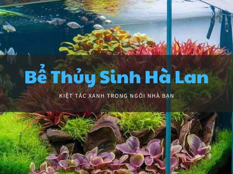 Tinh Chỉnh Từng Chi Tiết Để Có Bể Thủy Sinh Hà Lan Chuẩn Đẹp
