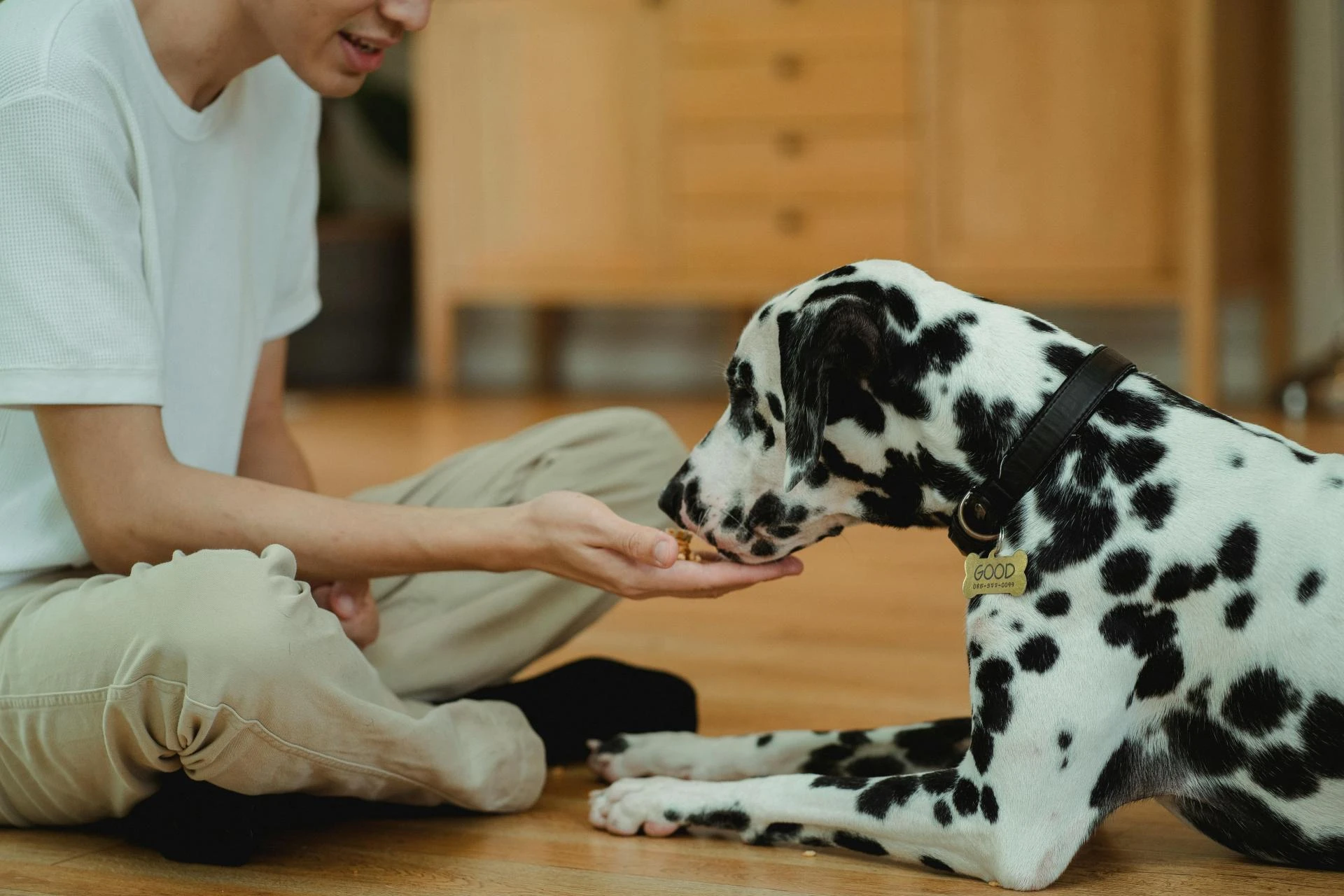 Crunchy vs. Soft CBD Chews: Which is Right for Your Dog?