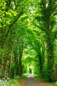 The Future of Sustainable Logistics: How Green Innovation Is Reshaping Global Supply Chains
