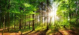 Rediscovering the Joy of Sustainable Travel in a Changing World