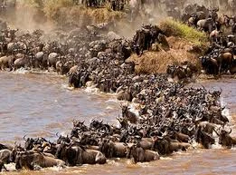 The Ultimate Guide to Private Tanzania Safari Packages: What to Expect & How to Choose