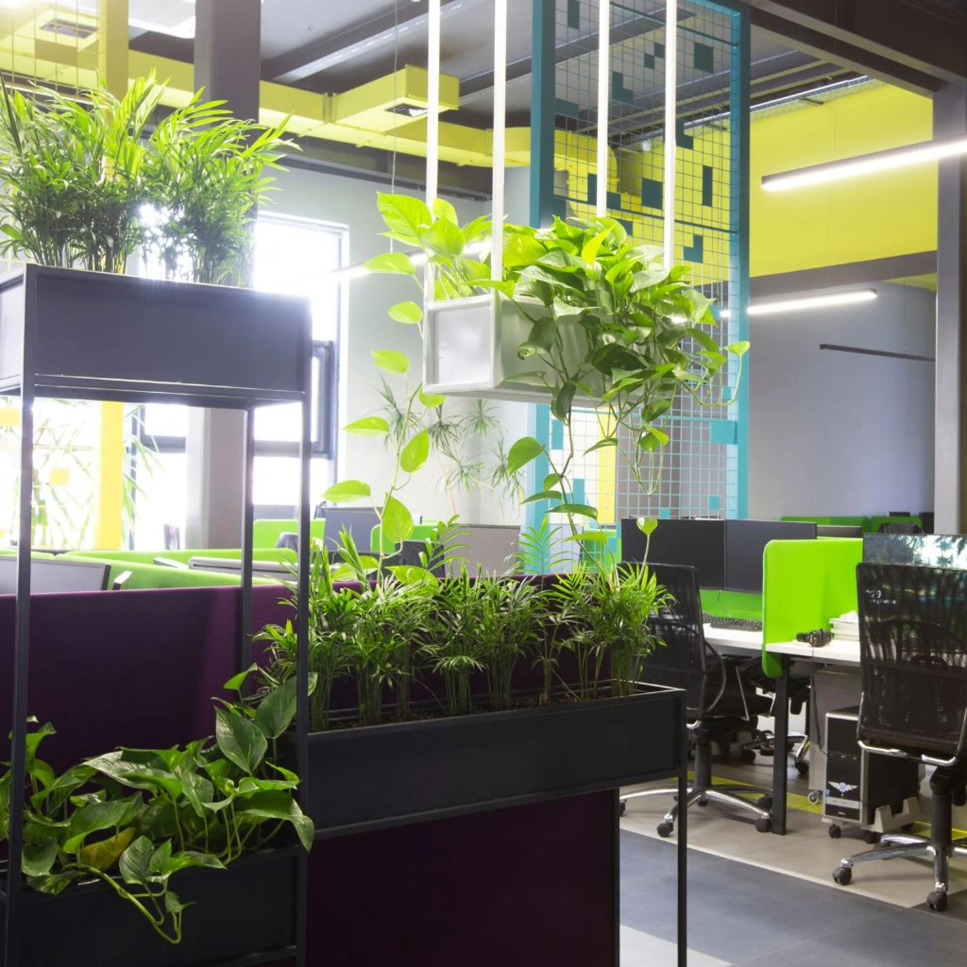 Top Benefits of Renting Plants in HSR Layout