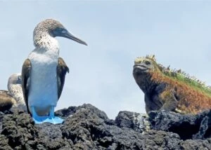 Top Reasons to Hire a Cruise for Exploring Galapagos Wildlife
