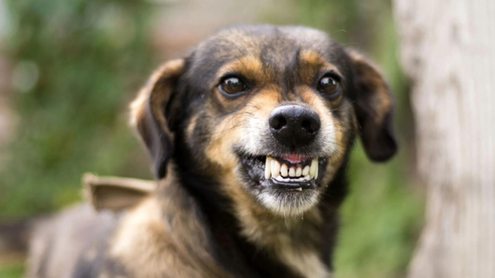Why Do Aggressive Dogs Need Compassionate, Not Harsh, Training?