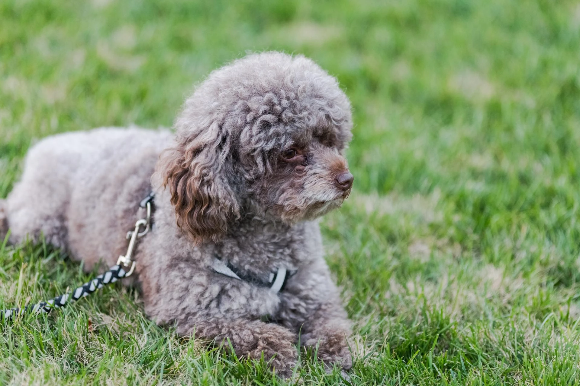 Discovering the Best Bernedoodle Breeder in South Carolina: A Guide for Families