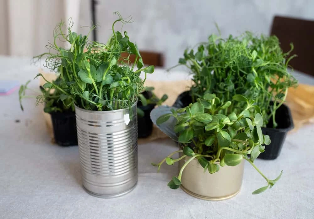 Easy Tips for Gardening at Home for Beginners and Experts