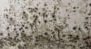 Ceiling Mould: More Than Just an Unsightly Problem